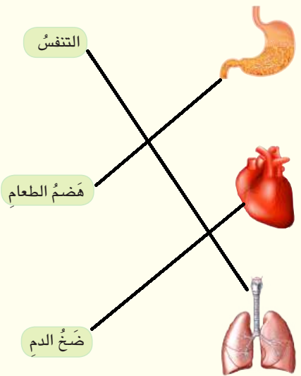 أصل بين العضو ووظيفته